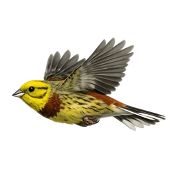 Yellowhammer, in flight