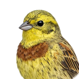 Yellowhammer, profile