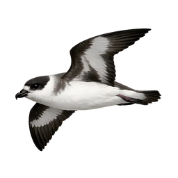 Zino's Petrel, in flight