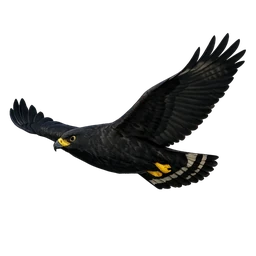 Zone-tailed Hawk, in flight